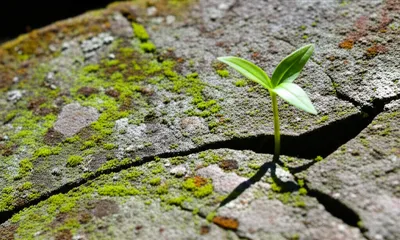 Illustration outlast