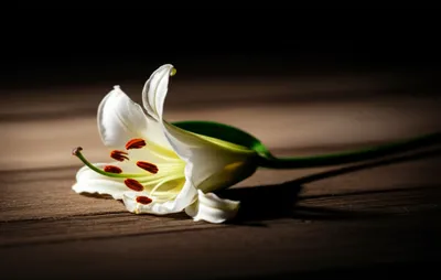 Hình ảnh minh họa deceased