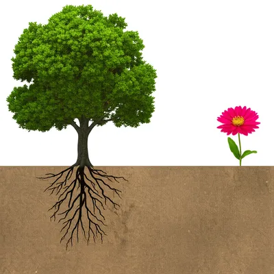 Illustration roots - Image 1