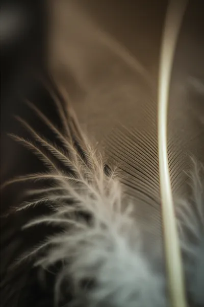 Illustration barb - Image 1