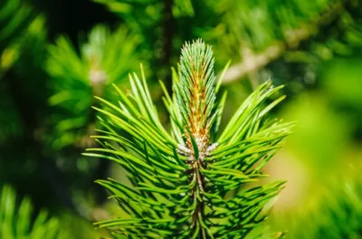 Illustration candles - Image 1