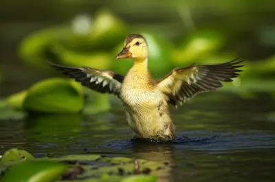 Illustration flapper - Image 1