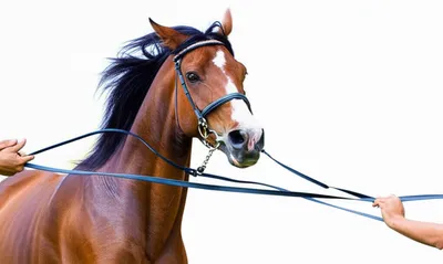 Illustration reined - Image 1