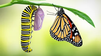 Illustration change - Image 1