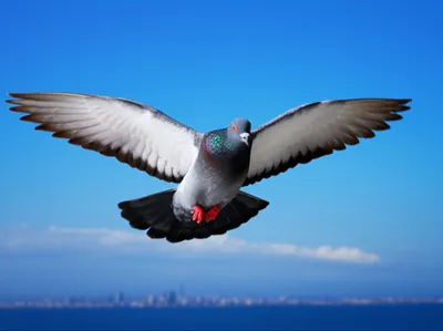 Illustration homers - Image 1