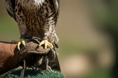 Illustration lune - Image 1