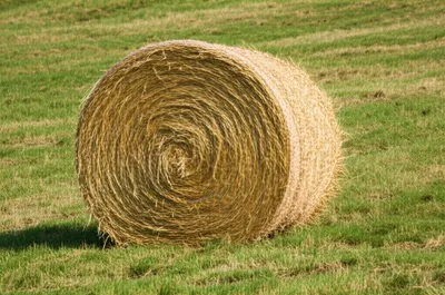 Illustration rolling - Image 1