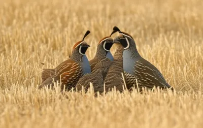 Illustration covey - Image 1