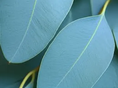 Illustration eucalyptus - Image 1