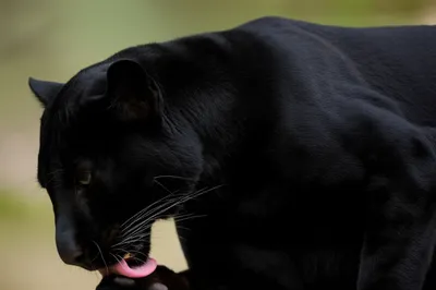 Illustration whetted - Image 1