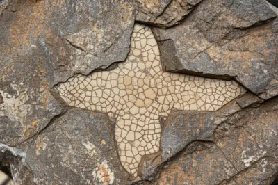 Illustration macle - Image 1