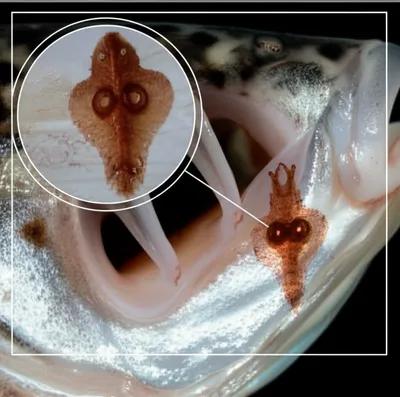 Illustration trematodes