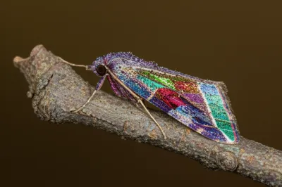 Illustration gems - Image 1