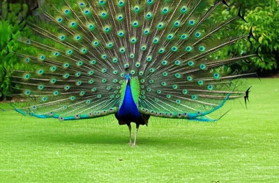 Illustration strut - Image 1