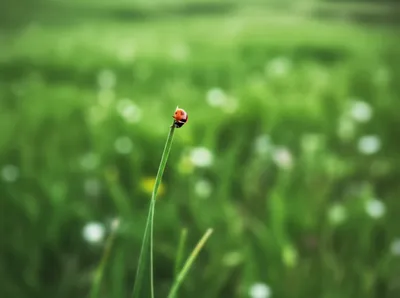 Illustration wee - Image 1