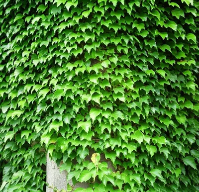 Illustration clung - Image 1