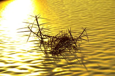 Illustration acrid - Image 1