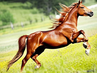 Illustration prancing - Image 1