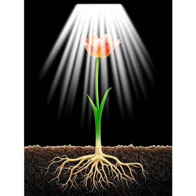 Illustration propelling - Image 1