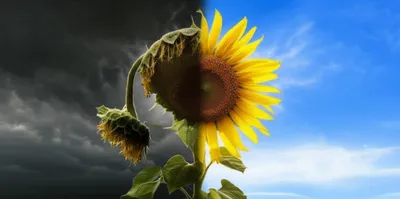 Illustration turnarounds - Image 1