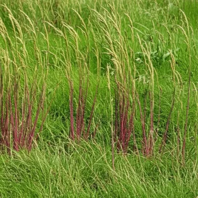 Illustration ryegrass