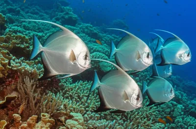 Illustration pompano - Image 1