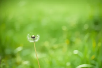 Illustration small - Image 1