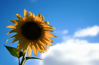 Illustration brightens - Image 1