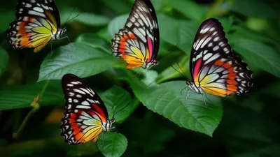 Illustration jesters - Image 1