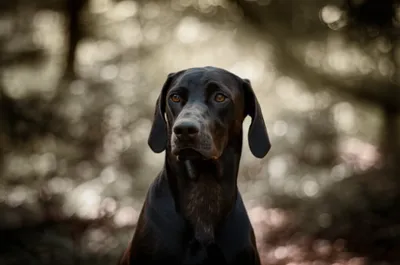 Illustration stand - Image 1