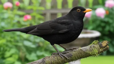 Illustration blackbird