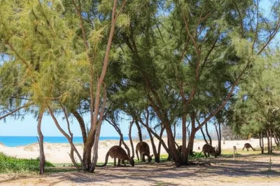 Illustration she-oaks - Image 1