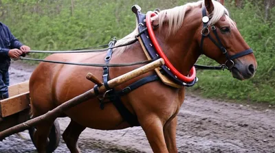 Illustration gee - Image 1