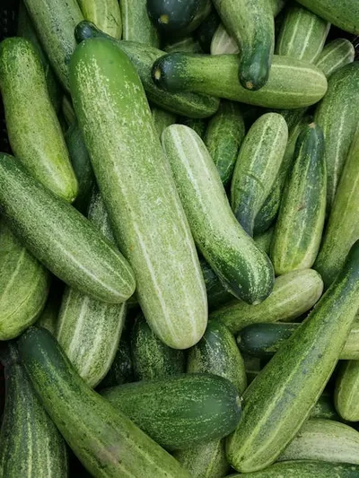 Illustration cucumbers - Image 2