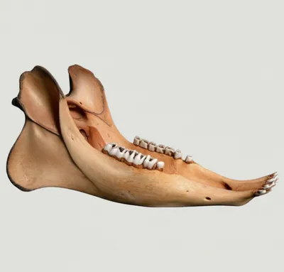 Illustration chop - Image 1