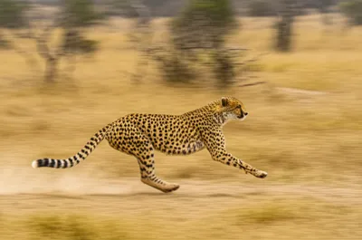 Illustration whips - Image 1