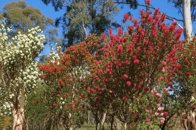 Hình ảnh minh họa melaleuca