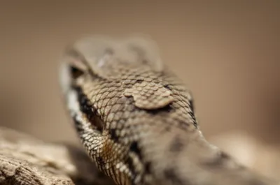 Illustration occipital - Image 1