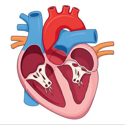 Illustration ventricles