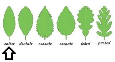 Illustration entire - Image 2