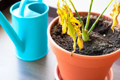 Illustration drained - Image 1