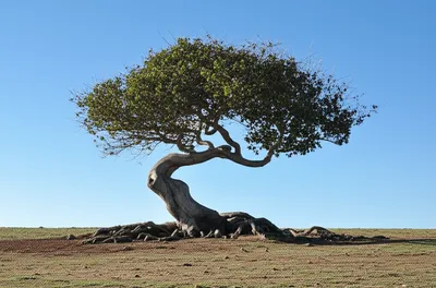 Hình ảnh minh họa independent - Ảnh 1