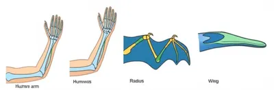 Illustration homologies