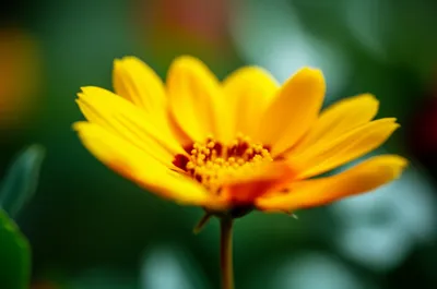 Illustration flowering - Image 1