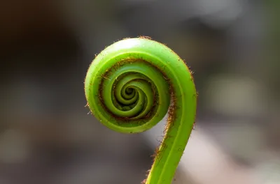 Illustration unfurling - Image 1