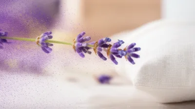 Illustration scenting - Image 1