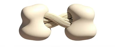 Hình ảnh minh họa ligament