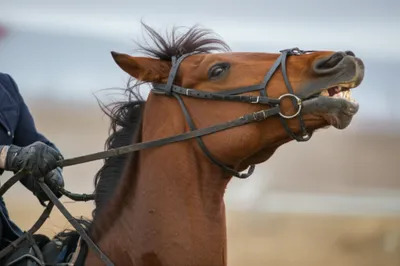 Illustration reefing - Image 1