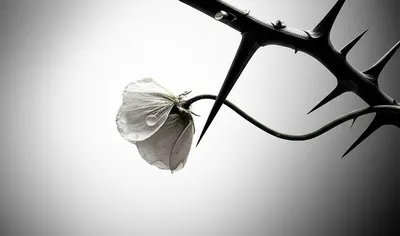 Illustration deadly - Image 1