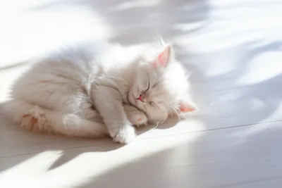 Illustration softest - Image 1